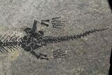 Discosauriscus (Early Permian Reptiliomorph) - Czech Republic #106350-2